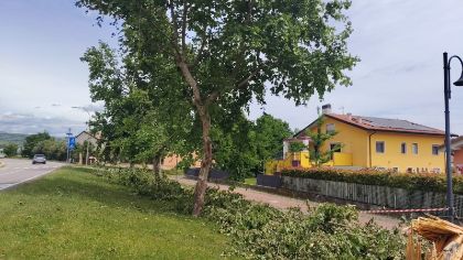 Rinnovo del filare di alberi in via Pasubio