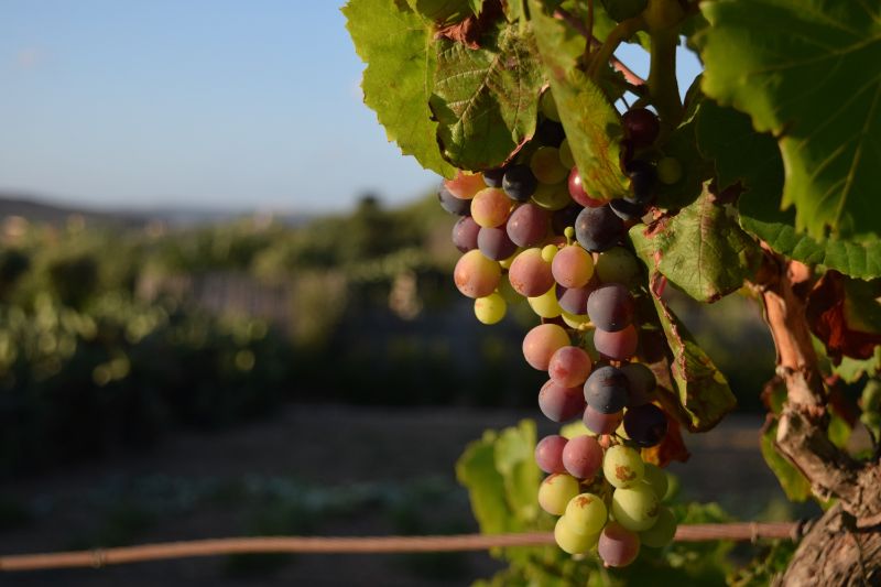 uva per vendemmia