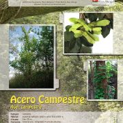 acero-campestre