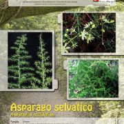 asparago-selvatico