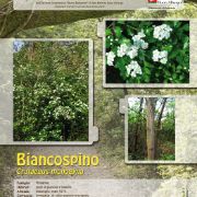biancospino