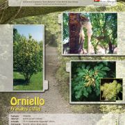 frassino-minore_orniello