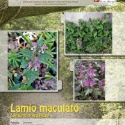 lamio-maculato