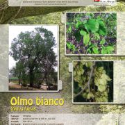 olmo-bianco