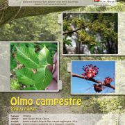 olmo-campestre_minore