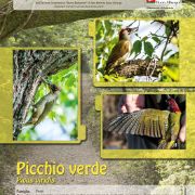 picchio-verde