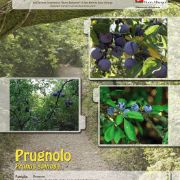 prugnolo