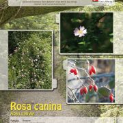 rosa-canina