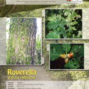 roverella