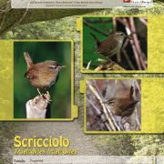 scricciolo