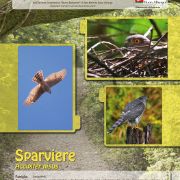 sparviere