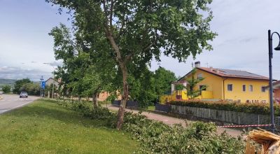alberi via pasubio